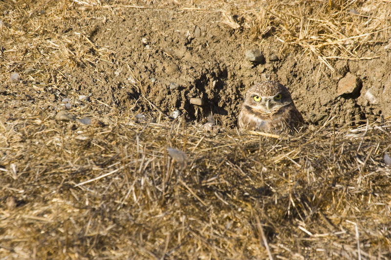 Burrowing Owl